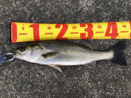 久保渡船さんにて