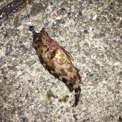 釣れてからも勝負です