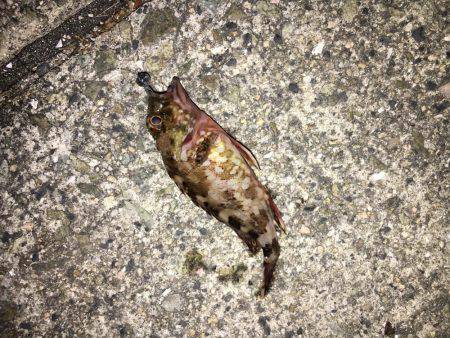 釣れてからも勝負です