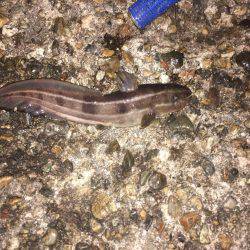 落ちキス。アジは好調