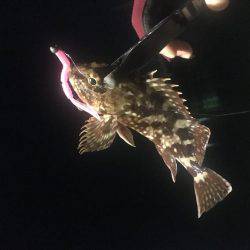 五目釣り達成❗️