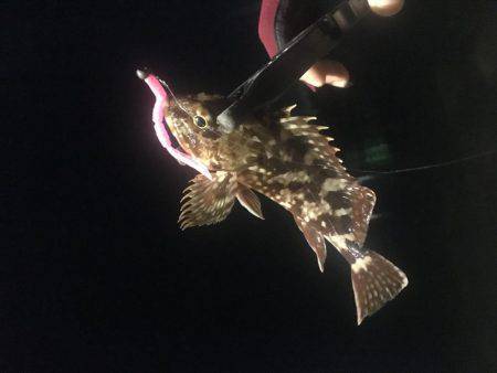 五目釣り達成❗️