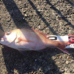 今日は投げ練（おみや付き）