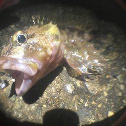 何狙いでもない。