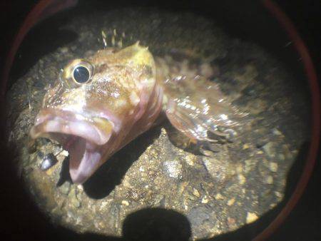 何狙いでもない。