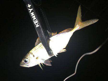 いないと思ってたけどぉ⤴︎