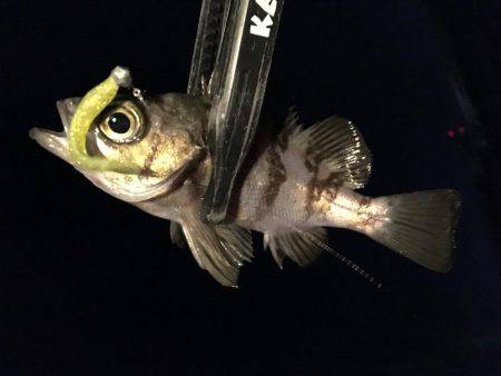 これぞライトゲーム。