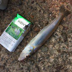 落ちギスちょい投げ