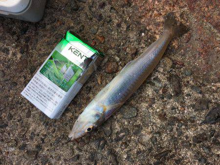 落ちギスちょい投げ