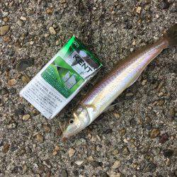 落ちギスちょい投げ