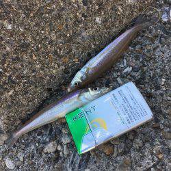 落ちギスちょい投げ