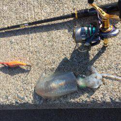 久しぶりのエギング❗️