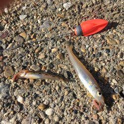 落ちギスファイナル？