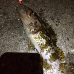 極寒プチメバリング