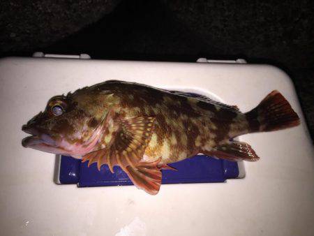 ガッシーで釣り納め