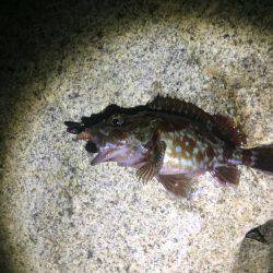 爆風テキサスロック！