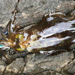 ラスト釣行かな？