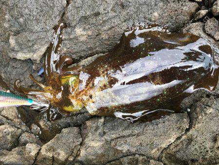 ラスト釣行かな？