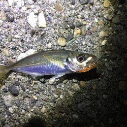 アジングまだいける