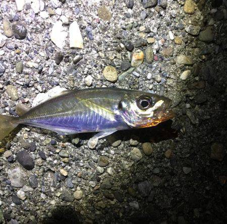 アジングまだいける