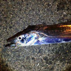 タチウオの妨害!