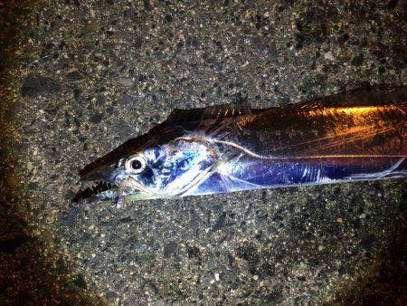 タチウオの妨害!