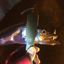 アジング時々タチウオ