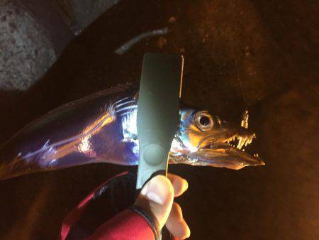 アジング時々タチウオ