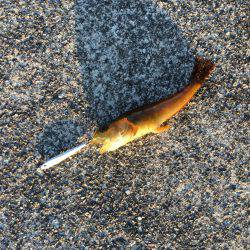 スーパーライトショアジギング