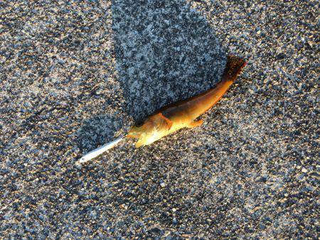 スーパーライトショアジギング