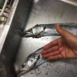 なんとかタチウオ。