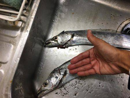 なんとかタチウオ。