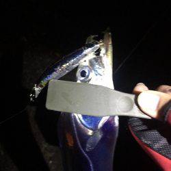 タチウオまだまだいける