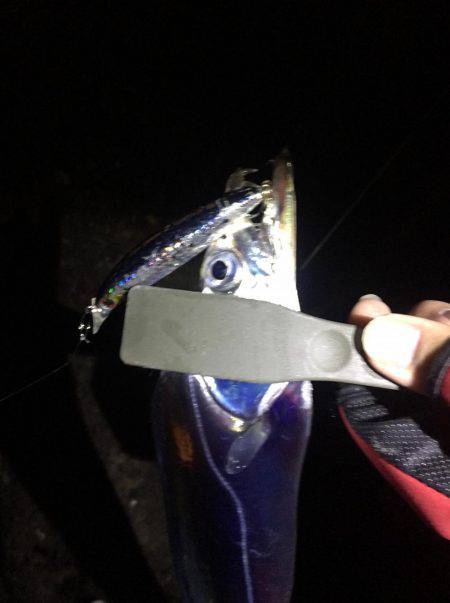 タチウオまだまだいける