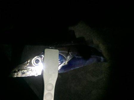 釣り納めタチウオ!