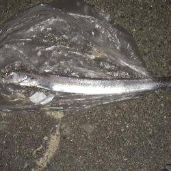 タチウオのウキ釣りは楽しい!