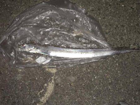 タチウオのウキ釣りは楽しい!