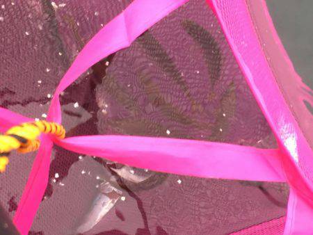 アジの泳がせでエイが釣れた！