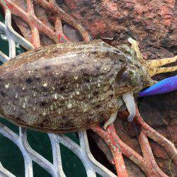 アオリイカではないけど…大きいコウイカ