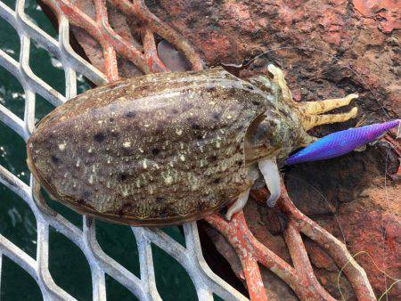 アオリイカではないけど…大きいコウイカ