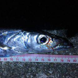 タチウオまだ釣れてる！