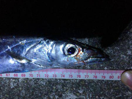 タチウオまだ釣れてる！