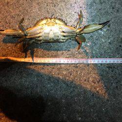 メバルが釣れた！