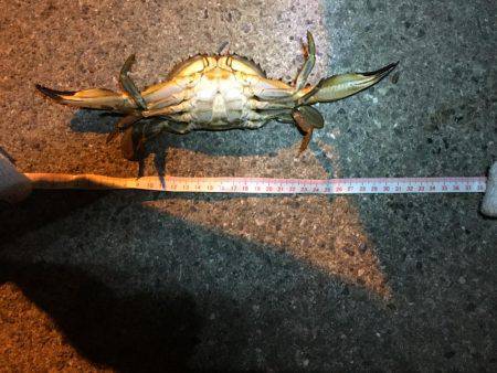 メバルが釣れた！