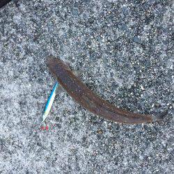 ショアジギング