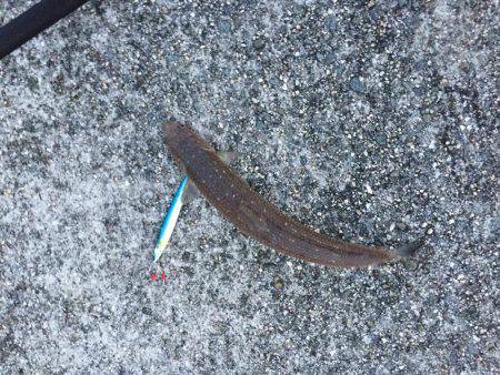 ショアジギング