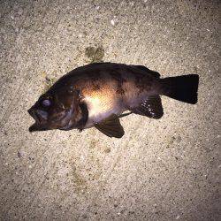 ライトライトリト