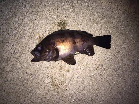 ライトライトリト