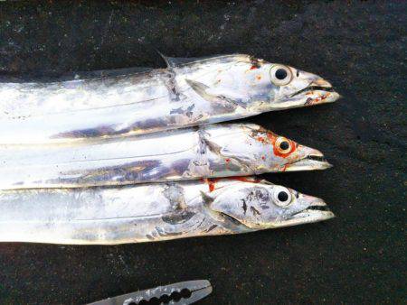 阿南市の辰巳北突堤テンヤでタチウオ