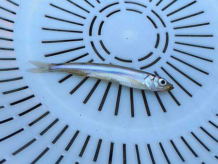 丹沢湖ボートではじめてのワカサギ釣り。